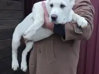 Щенки САО АЛАБАЕВ