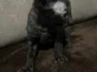Не линяющие котята, фотография 4