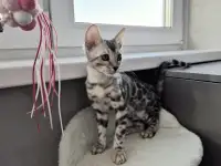 Бенгальские котята, фотография 2