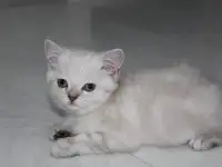 Шотландские котята, фотография 5