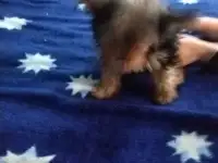 Йоркширский терьер