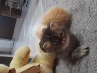 Персидские котята, фотография 4