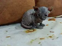 Котята Канадского Сфинкса, фотография 6