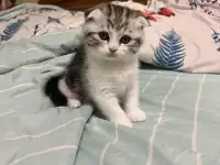 Шотландские котята, фотография 11
