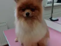 ✂️, фотография 5