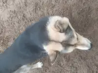 В хорошие РУКИ