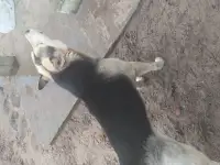 В хорошие РУКИ, фотография 2