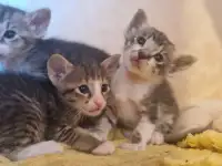 Ориентальные котята, фотография 2