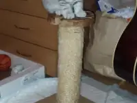 Шотландский котята, фотография 8