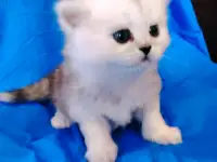 Кошечка котенок шотландский., фотография 3
