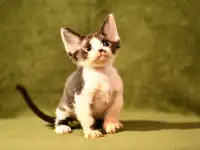 Котята Девон-рекс, фотография 3