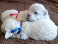 Мальтийской болонки щенки, фотография 2