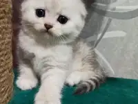 Шотландский котенок, фотография 1