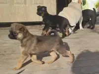 Щенки пти брабансона, фотография 2