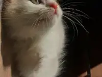 Молодая кошечка и котенок, фотография 2