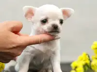 Малыши чихуахуа, фотография 2