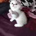 Шотландцы котята