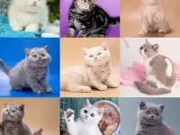 Британские Котята От Чемпионов - Много окрасов!, фотография 6