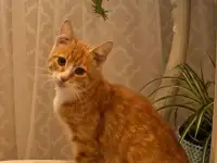 В дар ласковый прекрасный котёнок-мальчик Златик, фотография 5