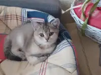 Шотландские котята золотая шиншилла. Договорная, фотография 2