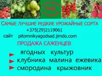 CАЖЕНЦЫ КЛУБНИКИ -50 сортов - купить в Гродно и Могилеве  с питомника, фотография 12