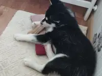 Хаски,срочно!!!