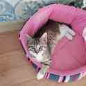 Котенок, фотография 3