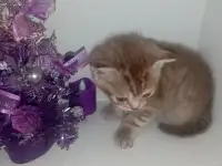 Шотландские котята, фотография 6