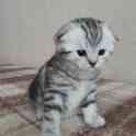 Шотландские котята(Scottish Fold), фотография 7