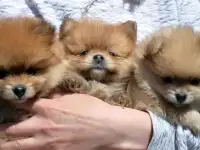 Шпиц