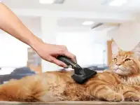 Грумер кошек
