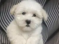 Мальтийской болонки щенок