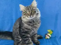 Веселый непоседа Прайс, фотография 4