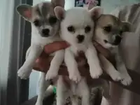 собака