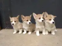 Щенки Корги Продажа, фотография 3