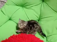 Котята британцы, фотография 9