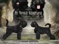 Русский черный терьер щенки