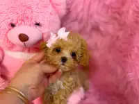 Элитные мини и микро мальтипу ф1 Корея, фотография 6