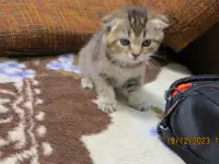 Шотландские котята, фотография 4