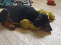 Немецкий Пинчер