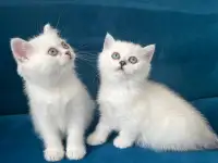 Британские котята, фотография 5