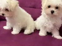 Щенки Мальтитеза