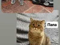 Скотиш страйт, фотография 8