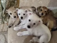 Щенки бесплатно, фотография 4