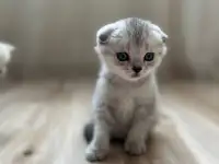 Шотландские котята