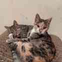 Котята в добрые руки, фотография 2