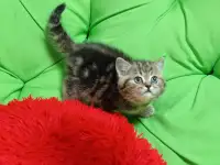 Котята британцы, фотография 6