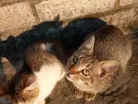 Котенок в дар, фотография 9