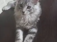 Мейн кун, фотография 8