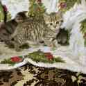 Британские котята, фотография 8